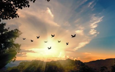 Cultivating Peace