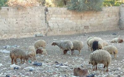 Where Are the Shepherds?