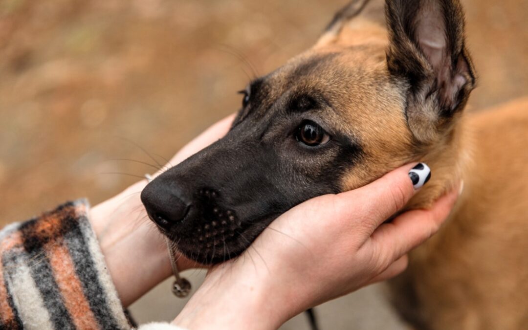 Blessing of the Animals, Oct. 4