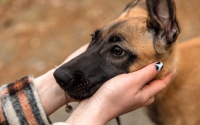 Blessing of the Animals, Oct. 4